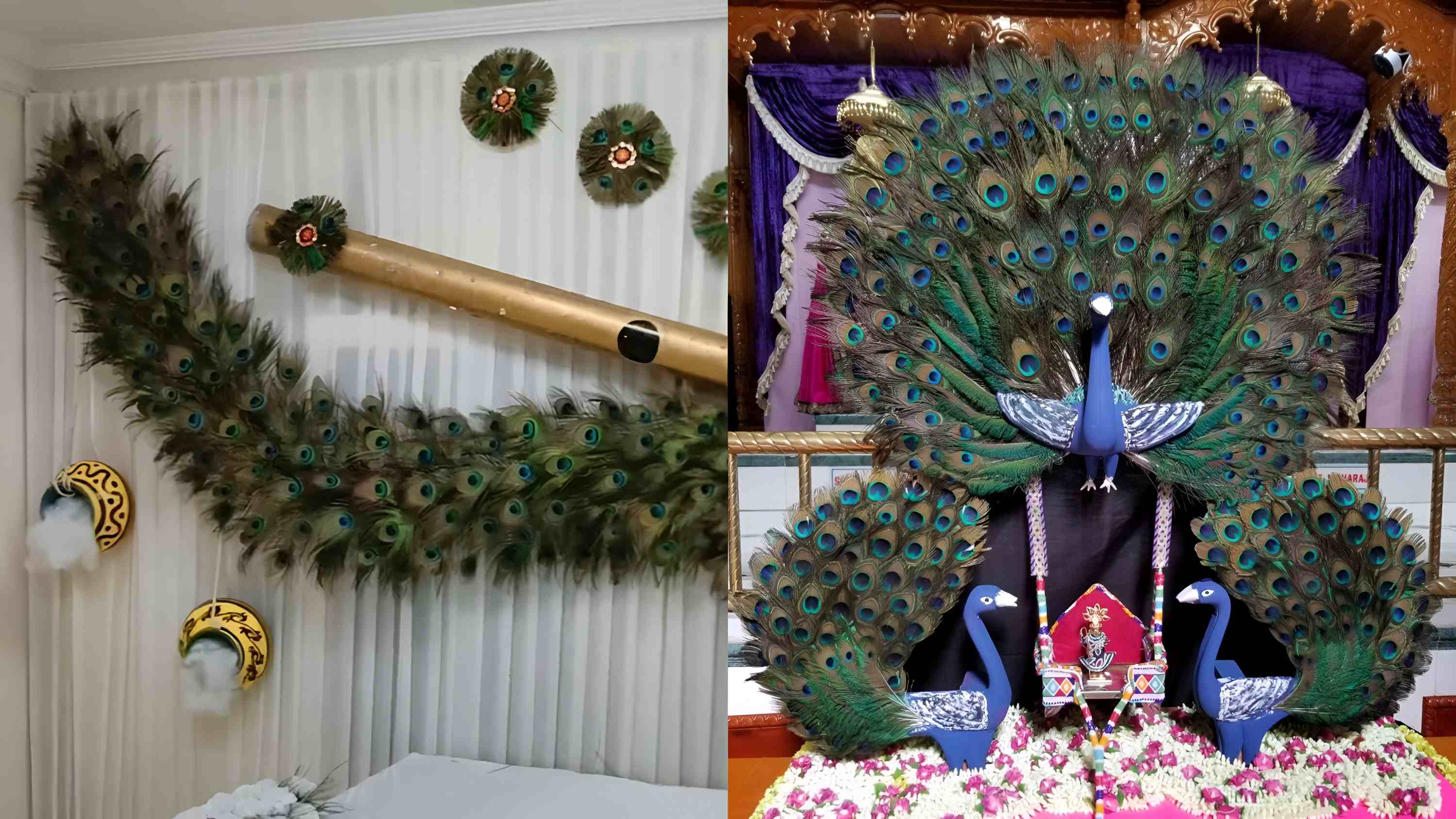 Peacock Feather Backdrop